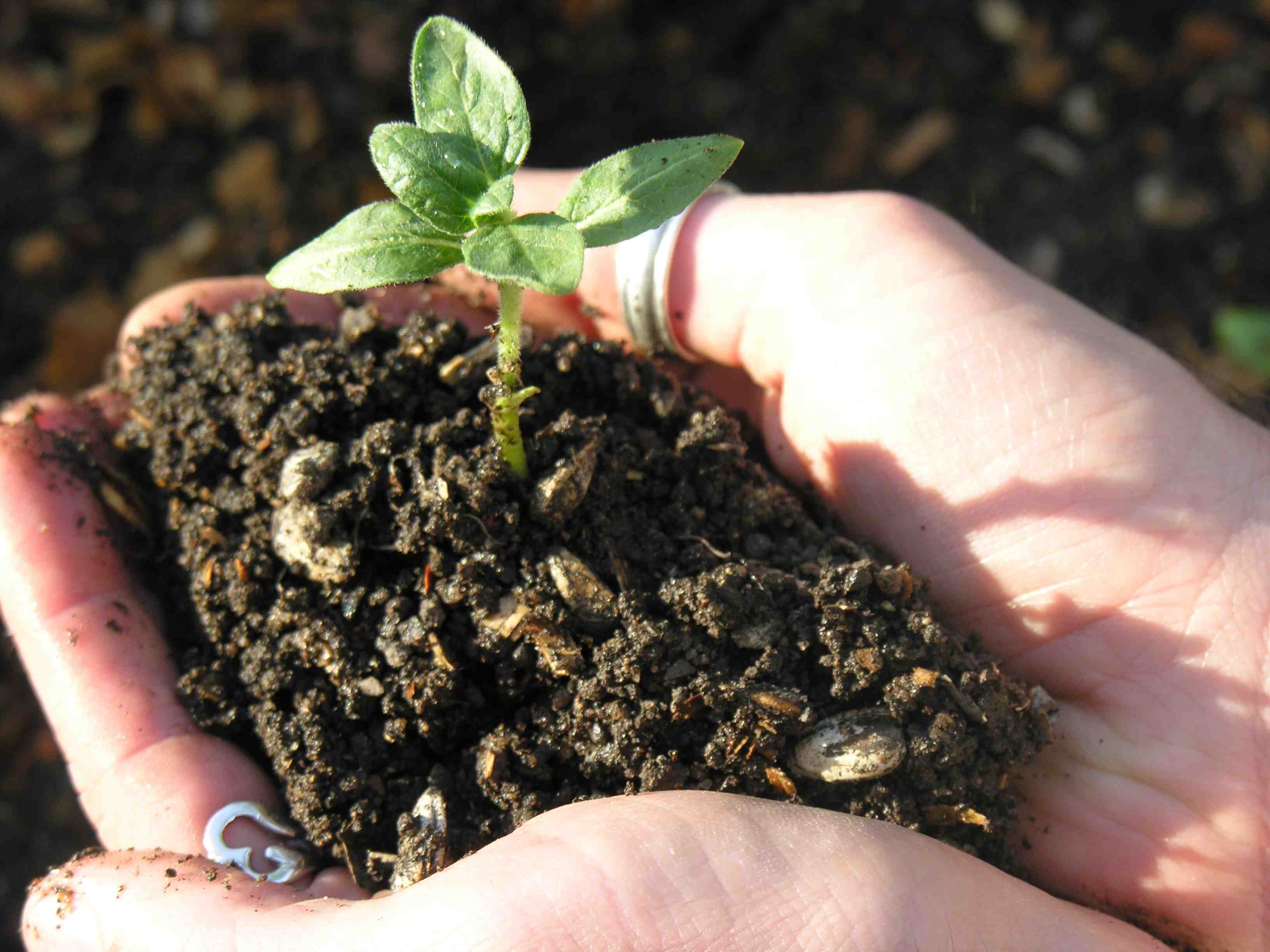 Anteprojeto cria compostagens orgânicas nas escolas municipais